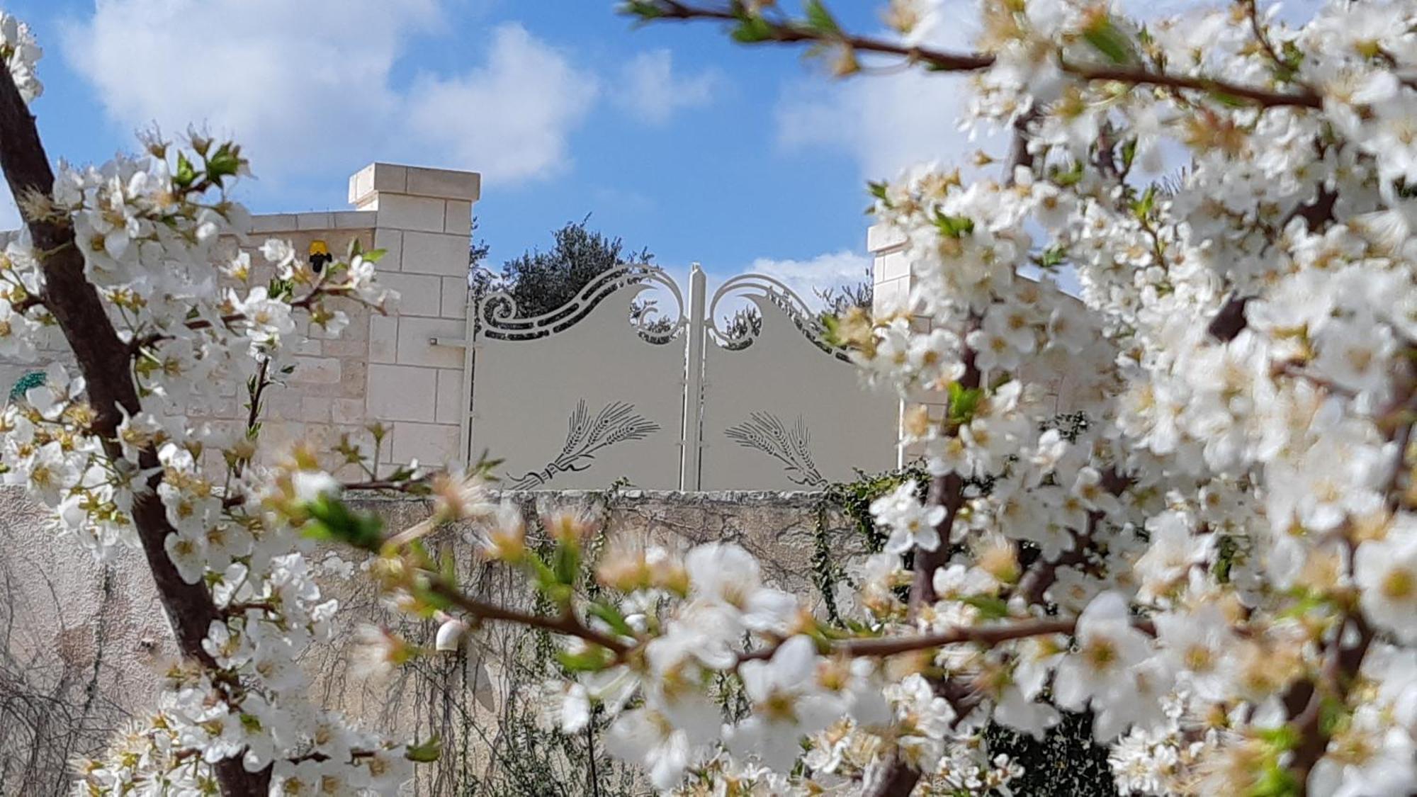 Villa Karmel Valle D'Itria 치스테르니노 외부 사진