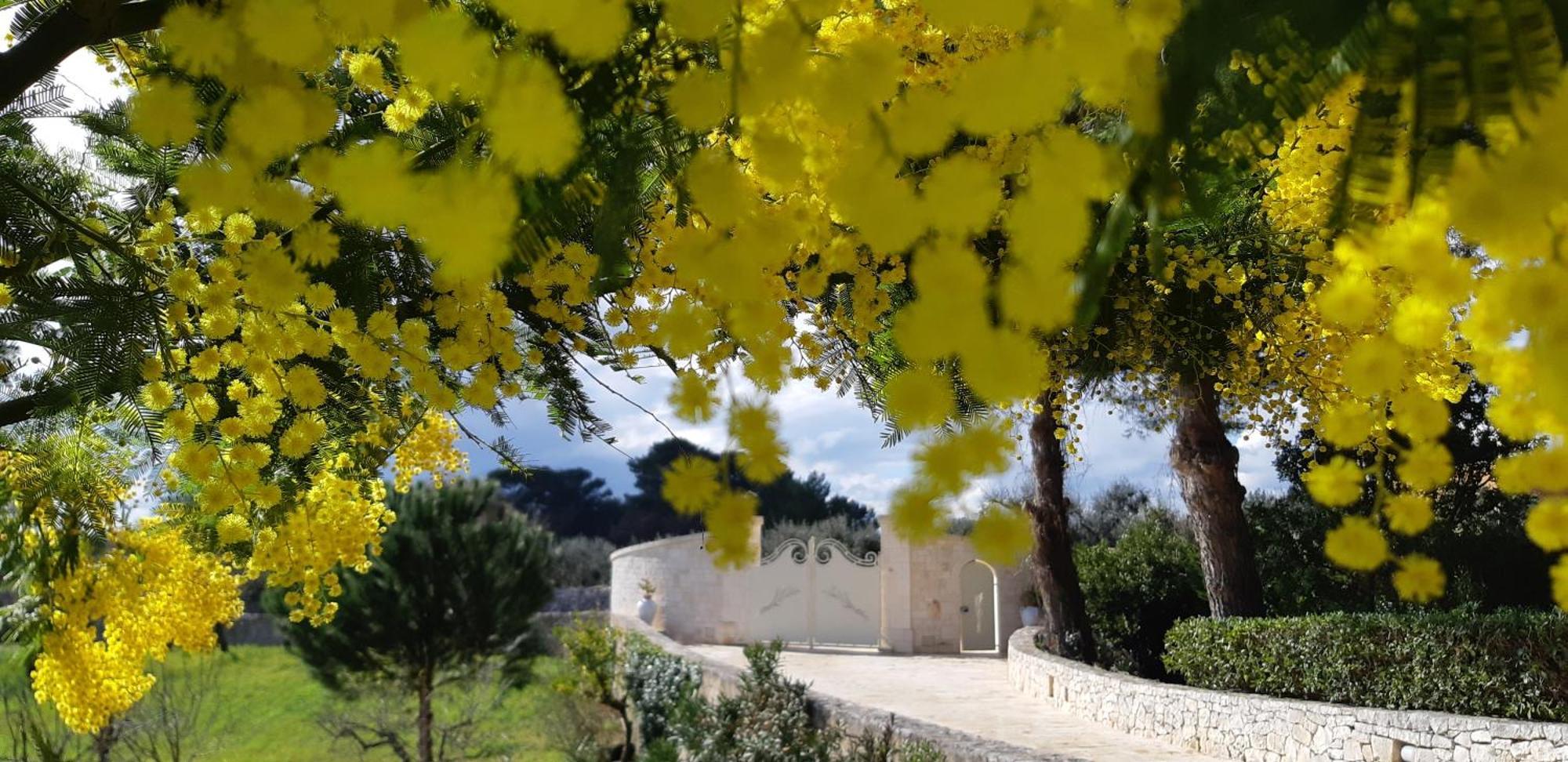 Villa Karmel Valle D'Itria 치스테르니노 외부 사진
